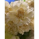 Vintage Edellnelken 10 Stk.~ zartes Creme~ Frische...