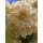 Vintage Edellnelken 10 Stk.~ zartes Creme~ Frische Blumendeko
