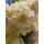 Vintage Edellnelken 10 Stk.~ zartes Creme~ Frische Blumendeko