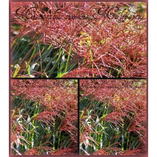 Miscanthus Malepartus ~ Chinaschilf ~ XXL 5 Liter Solitär~ Mannshoher Gräsercharme