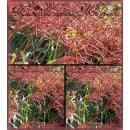 Miscanthus Malepartus ~ Chinaschilf ~ XXL 5 Liter...