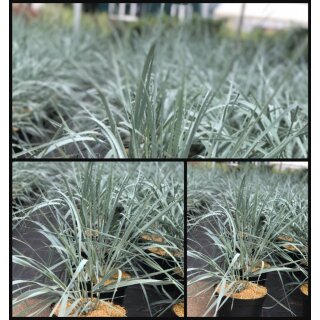 Strandroggen im großen XL Topf ~Leymus arenarius Blue Dune~ Die attraktive und robuste Sommer Garten- oder Kübelbepflanzung- Staudengras