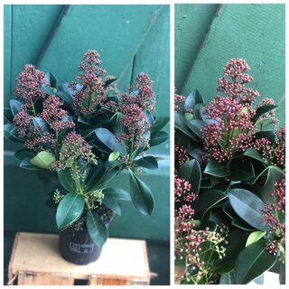 Skimmia japon. Rubella~ Herbstdeko für Kübel und Garten