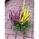 Heidemixtopf ~ Calluna meets Mühlenbeckia &...