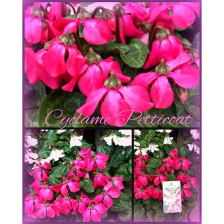 Herbstveilchen Superserie Petticoat ~ Knospig/blühend in Topf - Besondere Blumen für Herbst und Winter