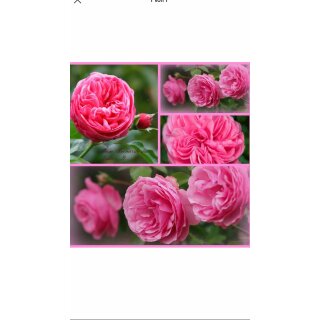 Rose Leonardo da Vinci -R- kräftige Qualität, im Topf~ Stammrose 60cm~Romantische Traumrose