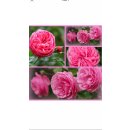 Rose Leonardo da Vinci -R- kräftige Qualität,...