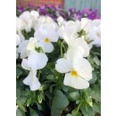 3 Stk frische weiße Hornveilchen knospig &...