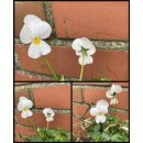 3 Stk frische weiße Hornveilchen knospig &...