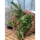 Crypthomeria~ Sicheltanne ~ Kurz~ Tannendeko ~...