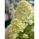 Rispenhortensie Magical -R- Summer im großen XL...