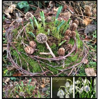 Schneeglöckchennest  groß~ Winterdeko Natur ~ Moosnest mit Schneeglöckchen ~ Landhausstil Deko ~ Vorfrühlingsboten ~ natürliche Winterdekoration