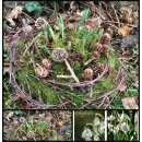 Schneeglöckchennest  groß~ Winterdeko Natur ~...