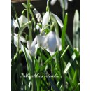 Schneeglöckchennest  groß~ Winterdeko Natur ~...