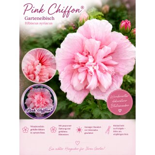 Garteneibisch Hibiskus ‘Pink Chiffon’® 40/60cm -Hibiscus im großen 3 Liter Topf gewachsen ~gefüllte Blüte von Juli - September
