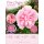 Garteneibisch Hibiskus ‘Pink Chiffon’® 40/60cm -Hibiscus im großen 3 Liter Topf gewachsen ~gefüllte Blüte von Juli - September