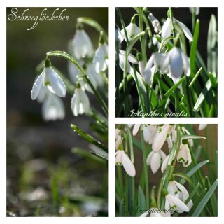 Schnee Glöckchen vorgetrieben im Topf gewachsen ~ bezaubernde Boten des nahenden Frühling