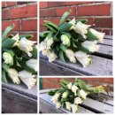 10 frische Lilien /  Kronen Tulpen weiß ~ frische...