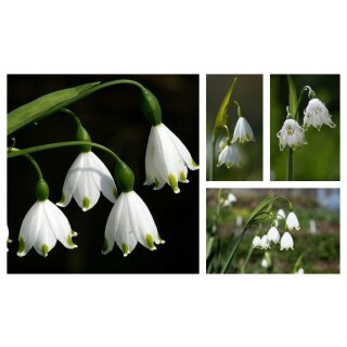 Leucojum aestivum jetzt knospig/blühend ~ im Topf gewachsen~...Türkischer Märzenbecher ~ Sommerknotenblume.. tolle Dekoqualität