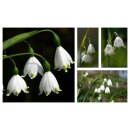 Leucojum aestivum Gravetye Giant- knospig/blühend~im...