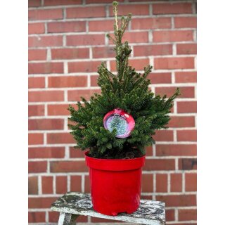 Zwergfichte „Will’s Zwerg“ ca 60cm~Tannenbaum Immergrün & winterhart~kompakter Weihnachtsbaum im Topf~ natürliche Advents-, Weihnachts- und Winterdeko