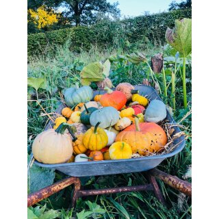 Deko Kürbisse Set – Herbstdeko Mix 5 Stück – kleine Kürbisse als Tischdeko, natürliche Herbstdekoration, Überraschungspaket