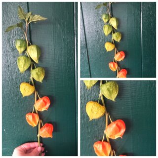 3 Stück lange Physalis Zweige voll mit Lampion bestezt ~ tolle Herbstdeko  ..Naturdeko Lampionblume