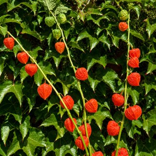 Physalis-Zweige ~  leuchtende Natur Herbstdeko ~ 3 lange Zweige ca. 60–70 cm - für die Vasendeko oder zum trocknen