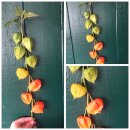 3 Stück lange Physalis Zweige voll mit Lampion...