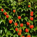 Physalis-Zweige ~  leuchtende Natur Herbstdeko ~ 3 lange...