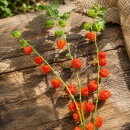 Physalis-Zweige ~  leuchtende Natur Herbstdeko ~ 3 lange...