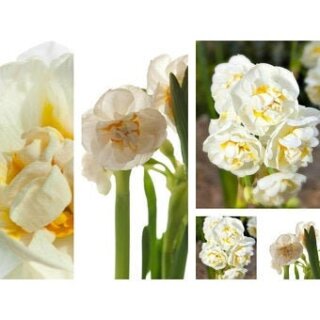 3 Töpfe Narzisse Bridal Crown~im 12cm Topf gewachsen~ Jetzt knospig/ blühend ~starke Qualität..Duft-Schatz für Frühlings Schnuppernasen