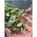 Magische Mistel – 1 frischer Bund Mistelzweige ~...