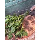 Magische Mistel – 1 frischer Bund Mistelzweige ~...