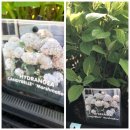 Hortensie Candybelle-R- Marshmallow ~ Hydrangea ca 30-40 cm