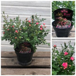 Lilly Rose im Topf ~ Beet, Balkon oder Garten ~ Blütenpracht in Rosatönen - jetzt knospig/blühend