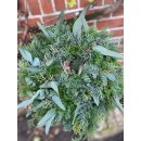 Edler Türkranz, Winterkranz Skandi aus Nobilis, Kiefer, Arizonica & Eukalyptus ~  Naturkranz ~ Frische Winterdeko