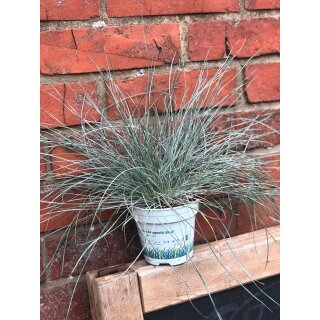 Festuca Compacta Blue- Blauschwingelgras im Topf ~ Silberblaue Eleganz für Garten, Kübel & Herbstdekoration