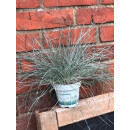 Festuca Compacta Blue- Blauschwingelgras im Topf ~...
