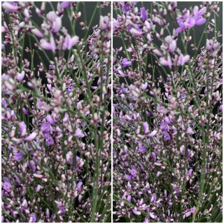 Ginster Milka 1 ganzes Bund ca 300g ~ Frischer Frühlingsduft ~ Blumenliebe ~ für die Vase