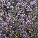 Ginster Milka 1 ganzes Bund ca 300g ~ Frischer...