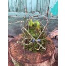 Trio Hyazinthen in Mooskleid mit Zweigen der Saison~...