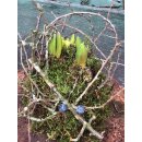 Trio Hyazinthen in Mooskleid mit Zweigen der Saison~...