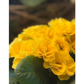 Primel- zauberhafte gefüllt-gerüschte Blüte im sonnigen gelb - im Topf knospig/blühend ~ Frühlingsflowers~ Homedeko~ nostagie-romantik