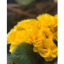 Primel- zauberhafte gefüllt-gerüschte...