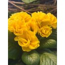Primel- zauberhafte gefüllt-gerüschte Blüte im sonnigen gelb - im Topf knospig/blühend ~ Frühlingsflowers~ Homedeko~ nostagie-romantik