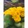 Primel- zauberhafte gefüllt-gerüschte Blüte im sonnigen gelb - im Topf knospig/blühend ~ Frühlingsflowers~ Homedeko~ nostagie-romantik