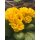Primel- zauberhafte gefüllt-gerüschte Blüte im sonnigen gelb - im Topf knospig/blühend ~ Frühlingsflowers~ Homedeko~ nostagie-romantik