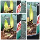 Zweifarbige Amaryllis im Topf, große Zwiebel ~...