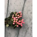 Hypericum rosa 5 Stück ~ Johanniskraut ~ Flowers